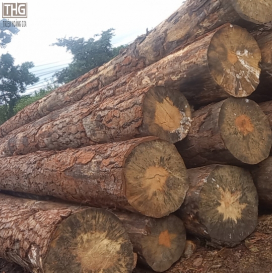 Gỗ Cây nhập khẩu