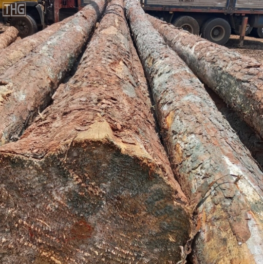 gỗ cây loại vừa